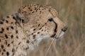 M cheetah